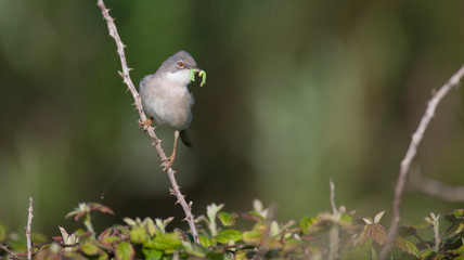 Whitethroat
