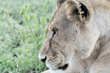 Lion in Serengeti national park in Tanzania