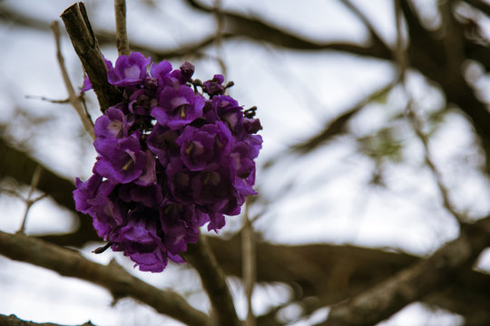 flores