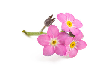 forget-me-not isolated