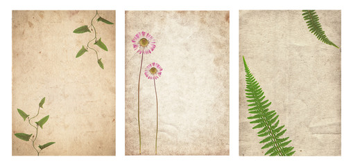 Set of various Old vintage paper texture with dry plants and flower isolated
