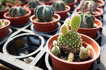 fresh cactus in the flower pot