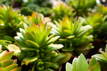 fresh cactus in the flower pot