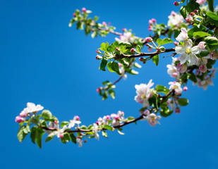 apple branch with blooming flowers