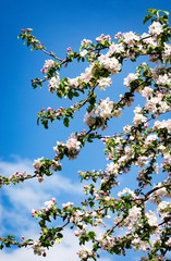 background apple branch with blooming flowers