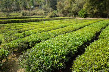 Fototapeta na wymiar green tea farm in the valley
