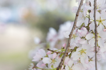  Beautiful pink and white cheery blossoms, with negative space for lettering.