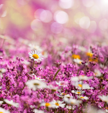 Fleurs de printemps, margueritte sur fond rose