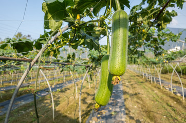 loofah farm in the daytime