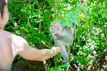 Children, feeding monkey on a tree from boat on a day trip in Mauritius near waterfall