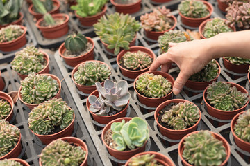 woman hold a cactus pot