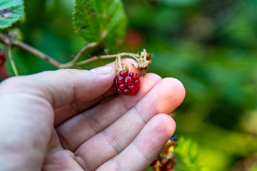 Blackberries and raspberries in a branch with a hand holding them