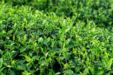 tea bushes