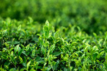 tea green leaf