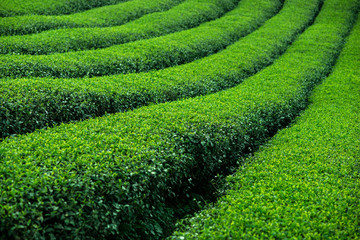 green tea bushes