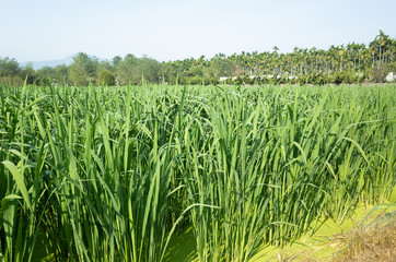 water bamboo(zizania latifolia) farm