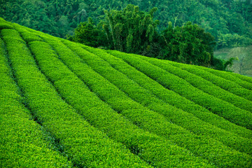 tea plantation green landscape field