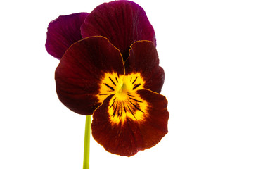 pansy isolated