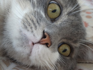 Norwegian forest cat gray and white color