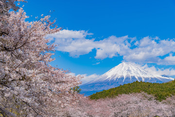 静岡県富士市　岩本山公園の桜と富士山