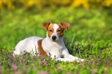 Jack russel terrier close up portrait on spring yellow flowers