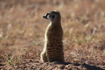 Fototapeta premium wachsames Erdmännchen (suricata suricatta) in der Kalahari in Namibia