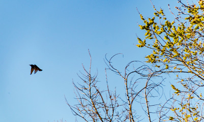 Evoluzioni uccello in primavera