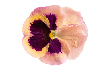 pansy isolated