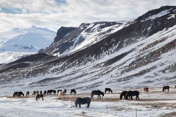 Snaefellsnes peninsule West of Iceland in winter