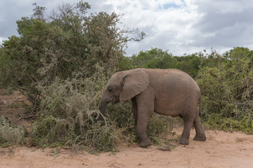 Fototapeta na wymiar Baby African elephant eating the bush in Africa