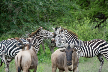 Fototapeta na wymiar Group of Zebra in Ngrongoro