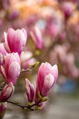 Obraz premium Blumen der blühenden Magnolie