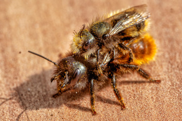 Solitärbienen bei der Paarung