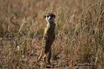 Naklejka na ściany i meble wachsames Erdmännchen (suricata suricatta) in der Kalahari in Namibia