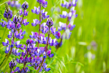 Fototapeta premium Silver Lupine (Lupinus albifrons) wildflowers blooming in south San Francisco bay area, San Jose, California