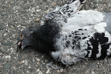 Dead pigeon on road