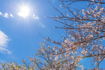 静岡県富士市　岩本山公園の桜