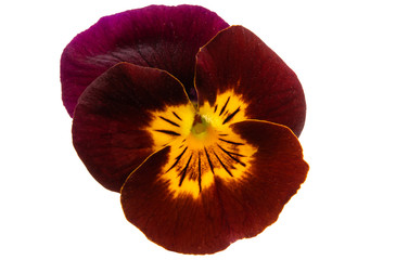 pansy isolated