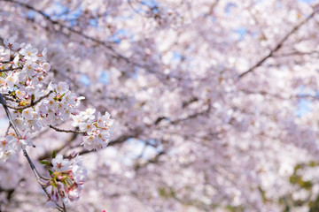静岡県富士市　岩本山公園の桜