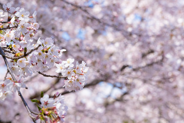Obraz premium 静岡県富士市 岩本山公園の桜