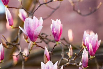 Blumen der blühenden Magnolie