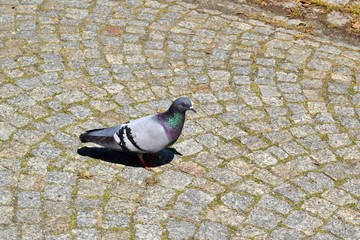Pigeon on rock road