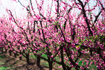 Campo de arboles melocotoneros en flor Primavera