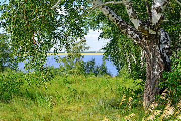 Fototapeta premium Summer landscape
