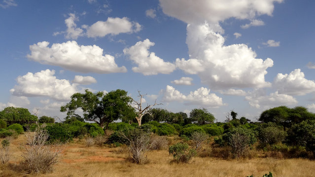 savanna Field in summer season
