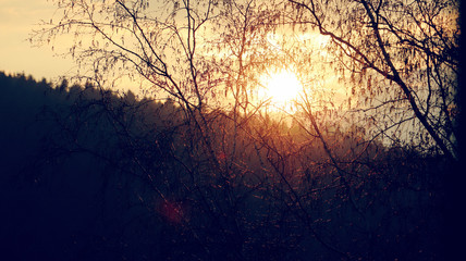 tree against the background of the setting sun © Dariusz