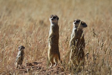 Naklejka na ściany i meble wachsame Erdmännchen (suricata suricatta) in der Kalahari in Namibia