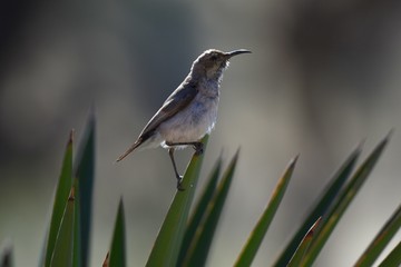 Bindennektarvogel (Cinngris marquansis) in Namibia. 