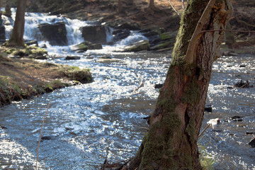 Baum an Wasserfall im Mittelgebirge
