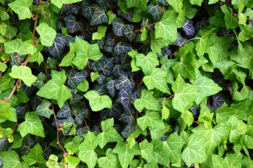 Ivy leafs growing